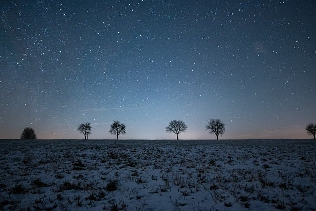 A snowy field at night with a line of bare trees under a star-filled sky, creating a serene and expansive landscape.