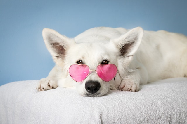 A white dog lies on a fluffy towel, wearing heart-shaped pink sunglasses, against a pale blue background. The expression is calm and cool.